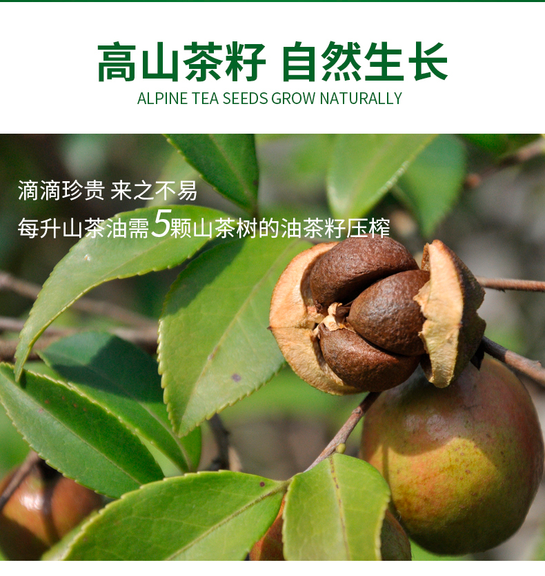 山茶油-新_03