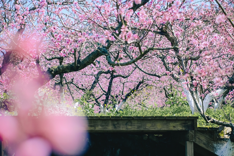 压缩过的筱村05